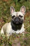 BOULEDOGUE FRANCAIS 772